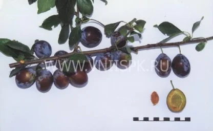 Сорт сливы домашней Ника (Слива) 0