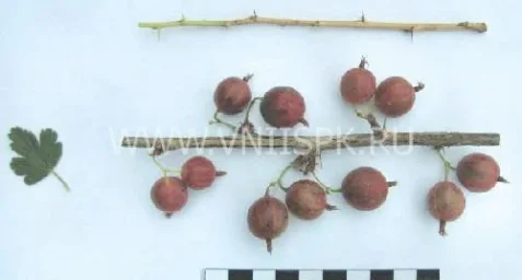 Сорт крыжовника Надёжный 0
