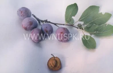 Сорт сливы домашней Яичная Синяя 0