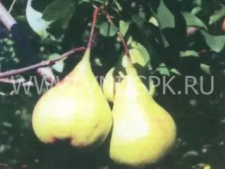 Сорт груши Основянская