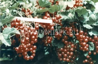 Сорт смородины красной Уральская Красавица 0