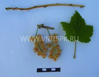 Сорт смородины красной Белая Фея (Алмазная) 0