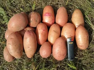 Сорт картофеля Палац