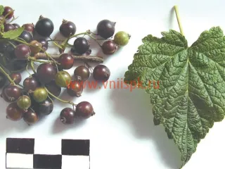 Сорт смородины черной Памяти Бредова
