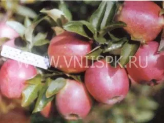 Сорт яблони Делишес Спур