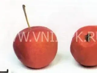 Сорт яблони Пепинка Алтайская
