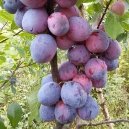 Сорт сливы Конфетная 1