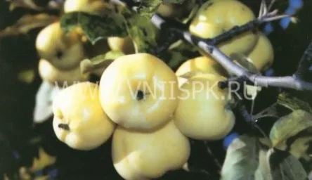 Сорт яблони Янтарь 0
