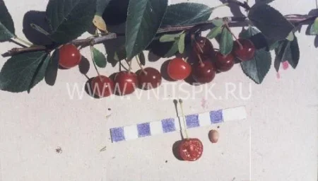 Сорт вишни Шаринская 0