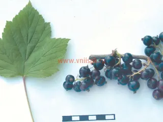 Сорт смородины черной Верность (Былинная)