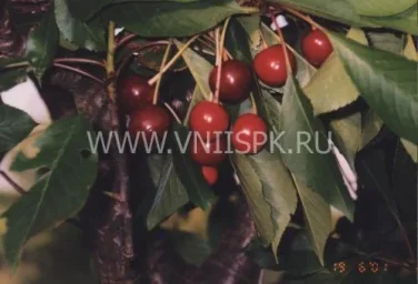 Сорт вишни Гриот Остгеймский 0