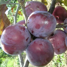 Сорт алычи Лама 0