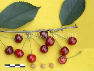 Сорт вишни Расторгуевская