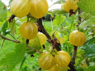 Сорт крыжовника Янтарный