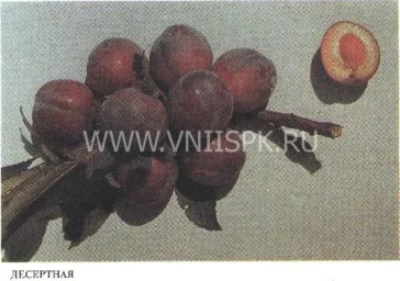 Сорт алычи Десертная (Никитская Красная 804, Консервная 804, Десертная Консервная) 0