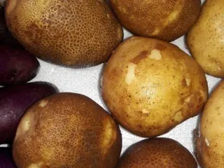 Сорт картофеля Киви