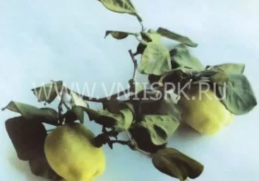 Сорт айвы Буйнакская Крупноплодная 0