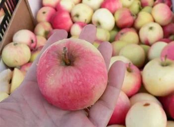 Сорт яблони Мельба (Мелба) 3
