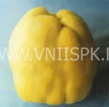 Сорт айвы Румо 0