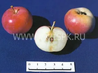 Сорт яблони Амурское Урожайное