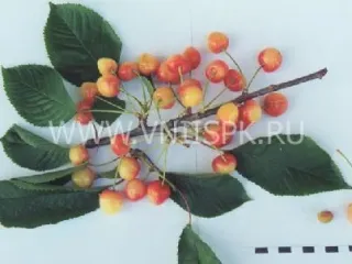 Сорт черешни Ранняя Розовая