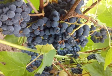 Сорт винограда Загадка Шарова 0