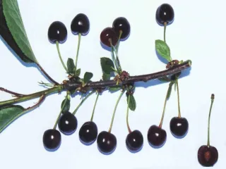 Сорт вишни Хуторянка