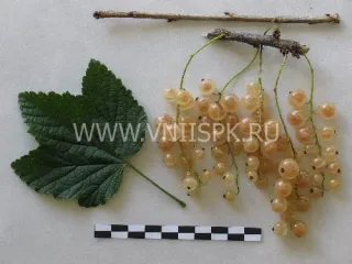 Сорт смородины красной Белка