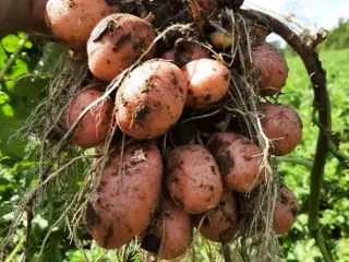 Сорт картофеля Ред леди