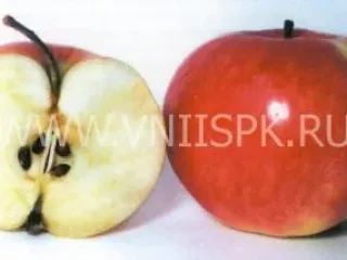 Сорт яблони Бельфлер Башкирский