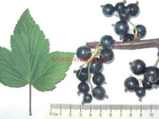 Сорт смородины черной Зелёная Дымка