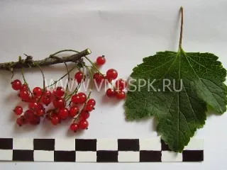 Сорт смородины красной Светлана