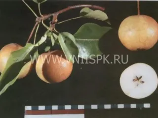 Сорт груши Бронзовая