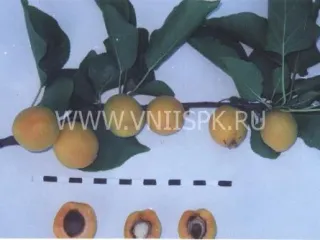 Сорт абрикоса Тамаша