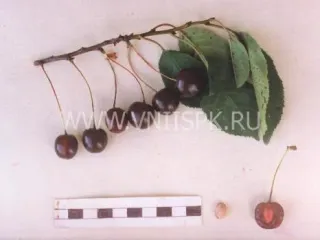Сорт вишни Тверитиновская