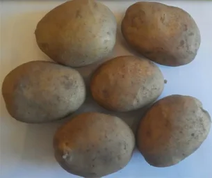 Сорт картофеля Уладар 0