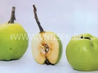Сорт айвы Враниска Дания