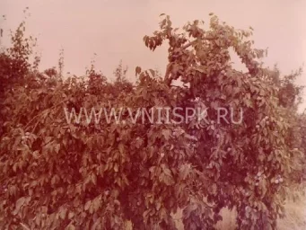 Сорт сливы домашней Аскер 0
