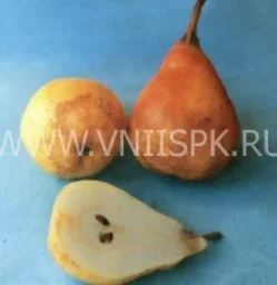 Сорт груши Краснодарская Летняя 0