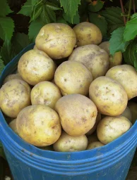 Сорт картофеля Садон 0