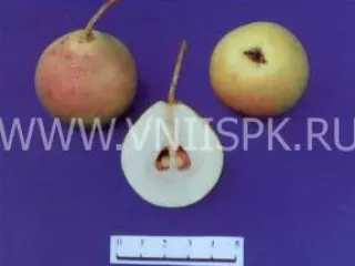 Сорт груши Пальмира