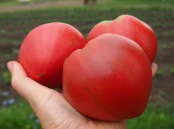Сорт томата Бычье сердце 0