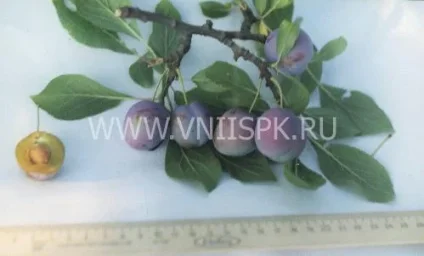 Сорт сливы домашней Сухановская 0