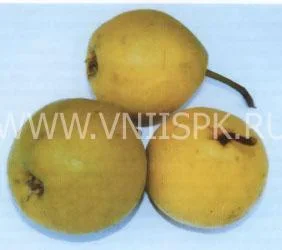 Сорт груши Бережёная (Бере Жёлтая Улучшенная, Бере Жёлтая) 0