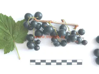 Сорт смородины черной Галинка