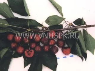 Сорт черешни Сашенька