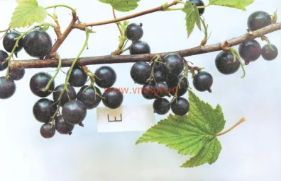 Сорт смородины черной Партизанка Брянская 0