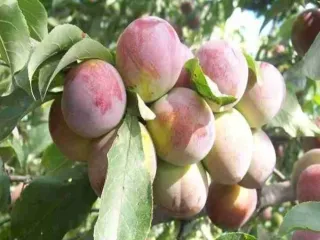 Сорт сливы китайской Хабаровская Десертная