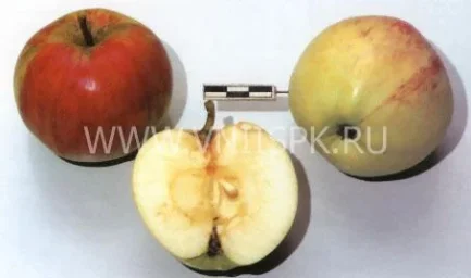 Сорт яблони Низкорослое 0