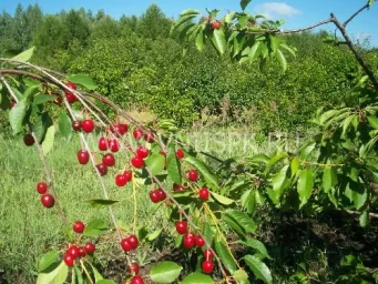 Сорт вишни Кизиловая 0